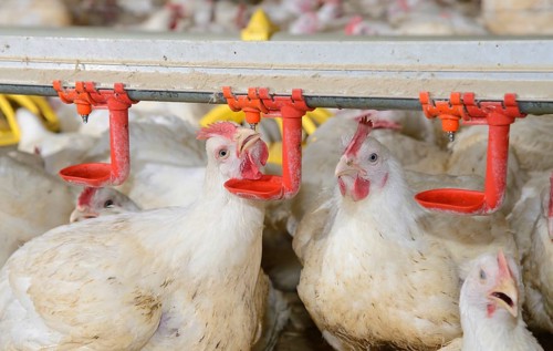 Breeding chickens