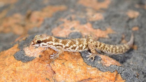 Calvinia thick-toed gecko