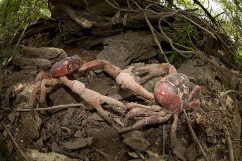 Christmas island red crab