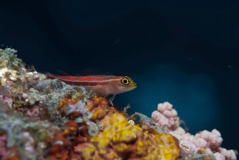 Striped triplefin