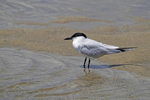 Gull-billed Tern