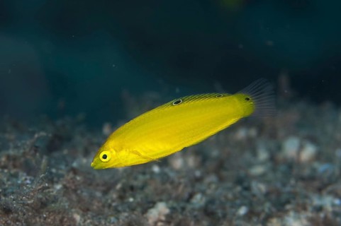 Canary Wrasse