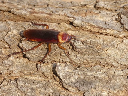 Australian cockroach