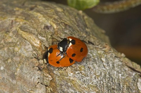Coccinella 7-punctata