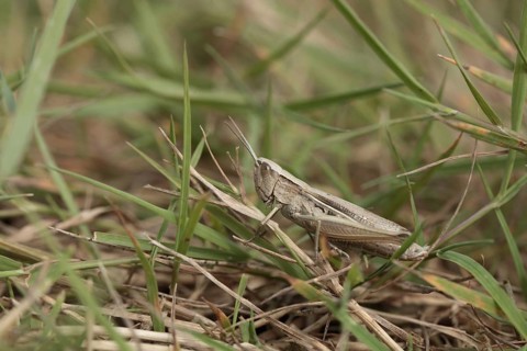 Lesser marsh grasshopper