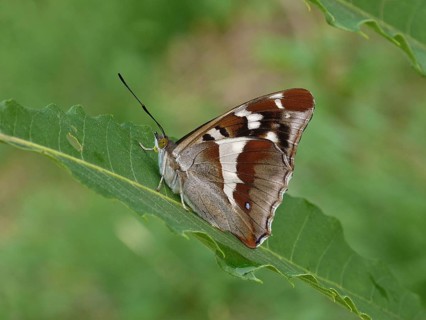 Purple Emperor