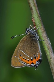 Gossamer winged butterfly