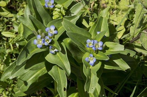 Flowering star gentian