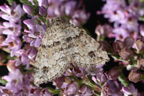 Twin-spot Carpet Moth