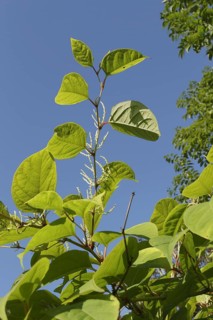 Japanese Knotweed