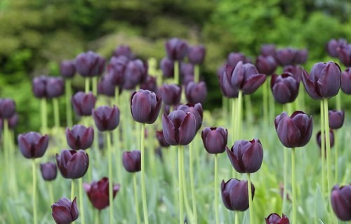Cultivated Tulip