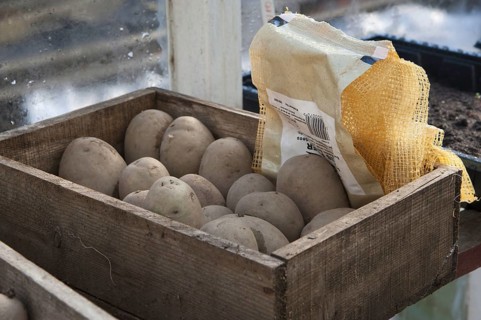 Potato