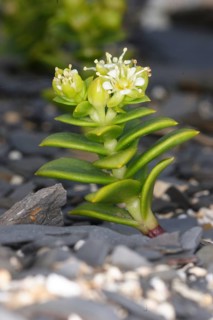 Sea Sandwort