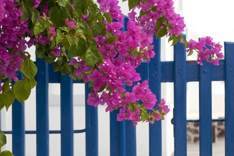 Bougainvillea