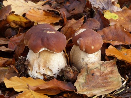 Fruiting body of