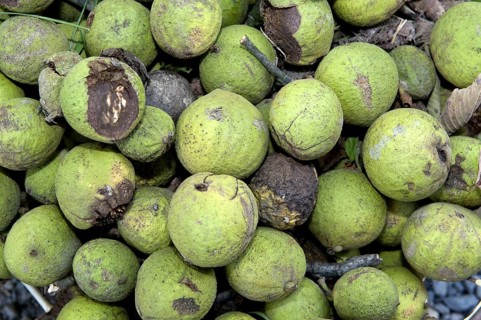 Eastern black walnut