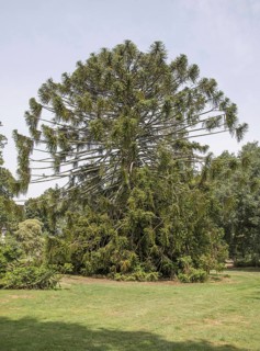 Habitus of bunya pine