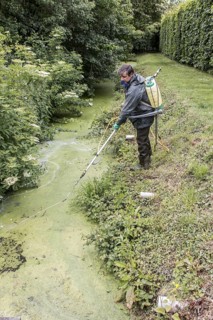 Spraying with chemical weed killer to eliminate duckweed