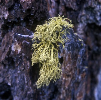 Lichens