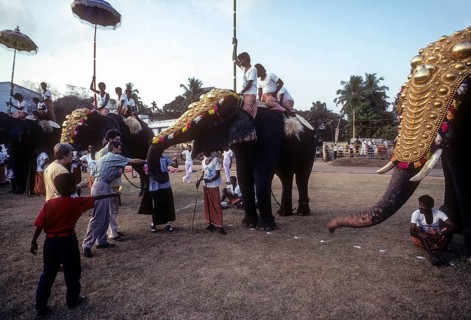 Tourists experiencing the thrill of feeding the elephants in Great elephant march festival in Thiruvananthapuram or Trivandrum
