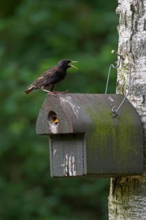 Common starling