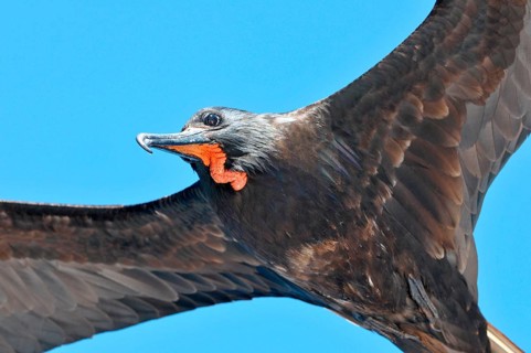Magnificent Frigatebird