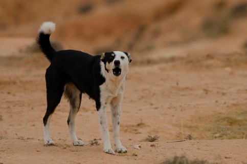 Dog