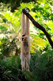 Northern white-cheeked gibbon