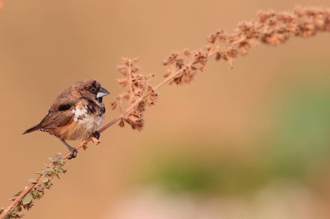 Bronze Munia