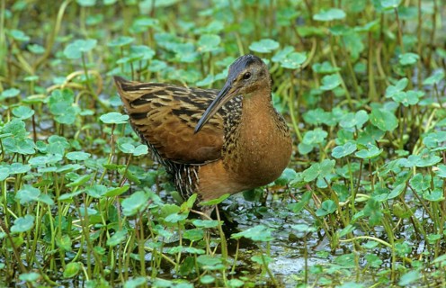 King Rail