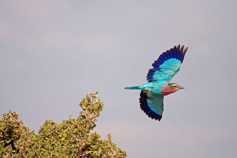 Lilac breasted roller