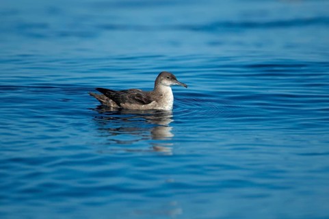 Balearic Shearwater