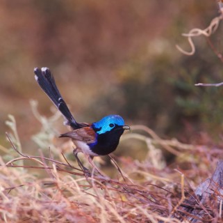 White-bellied baton