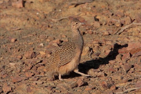 Ornate Tinamou