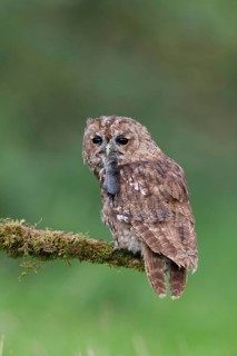 Tawny owl