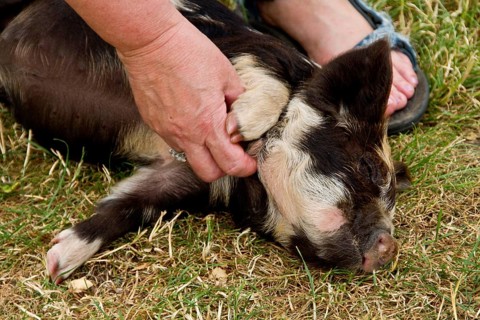 Tickling a Kune Kune Piglet