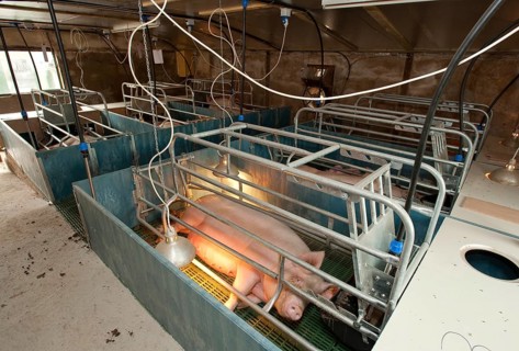 Pig farming