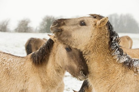 Konik horse