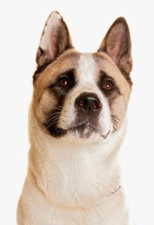 Domestic dog