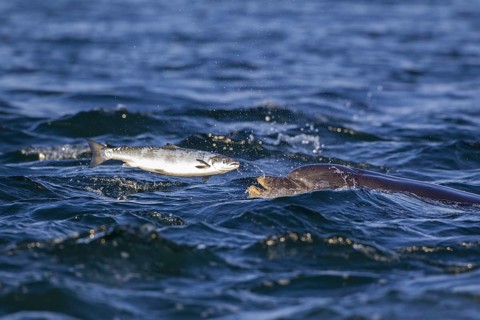 Bottlenose dolphin