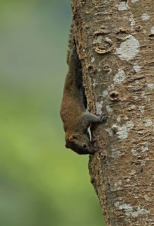 Adult grey-bellied squirrel