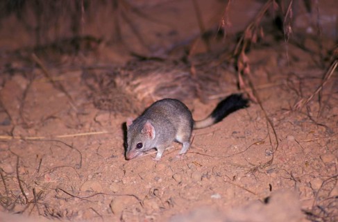 Double crested pouch mouse