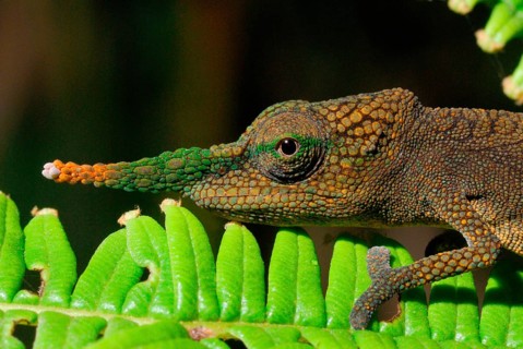 Long-nosed Chameleon