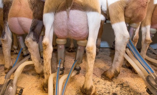 Domestic goat