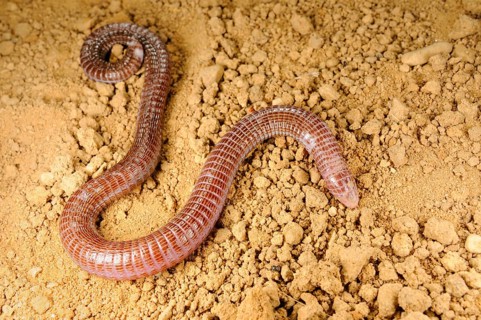Iberian Worm Lizard