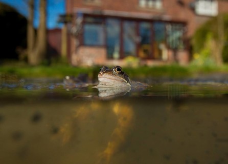 Common Frog