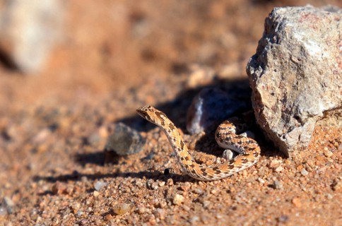 Adder