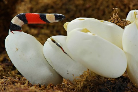 Puebla king snake