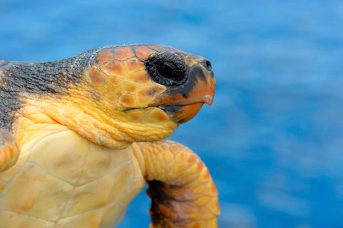 Loggerhead
