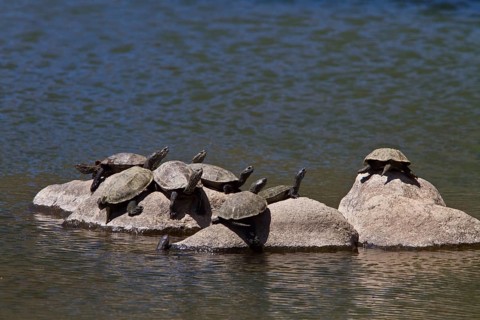 Caspian stream turtle